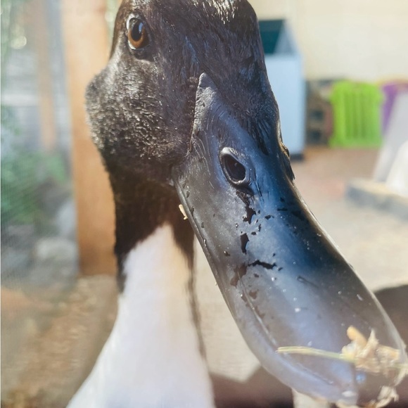 Meet your Posher, Mariah - Picture 4 of 12